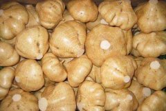 沙葛-挑選-價格-菜譜--廣州天天生鮮蔬菜配送公司